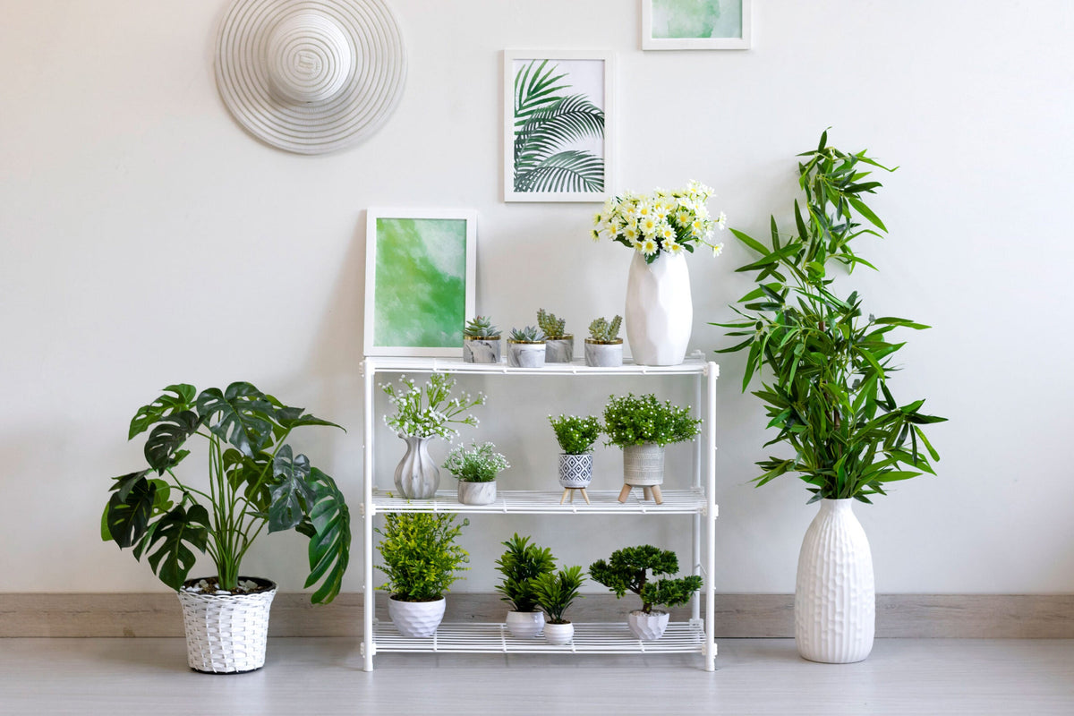 Decoração com Plantas